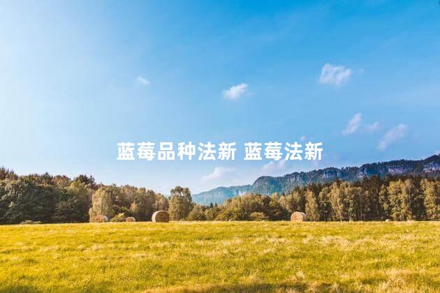 蓝莓品种法新 蓝莓法新
